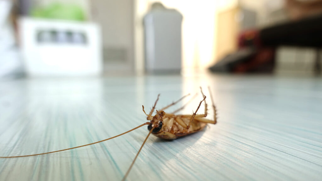Cucaracha muerta por aplicación de gel insecticida